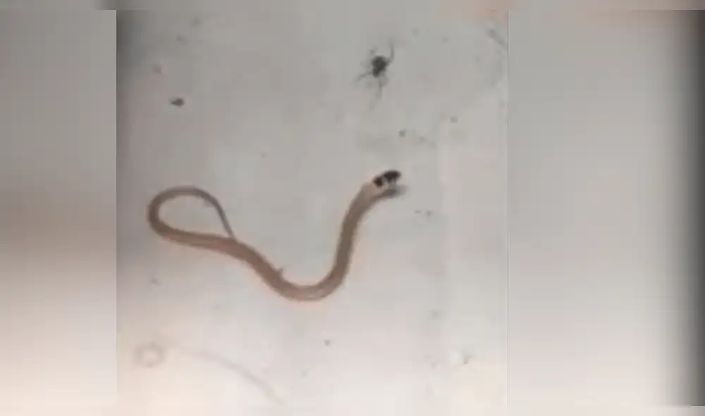 YouTube viral: preciso momento en que pequeña araña venenosa mata a serpiente [VIDEO]