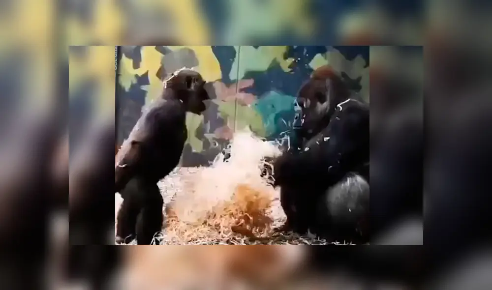 Mamá gorila se da cuenta del ‘berrinche’ de su hijo y tiene curiosa reacción que nadie imaginó [VIDEO]