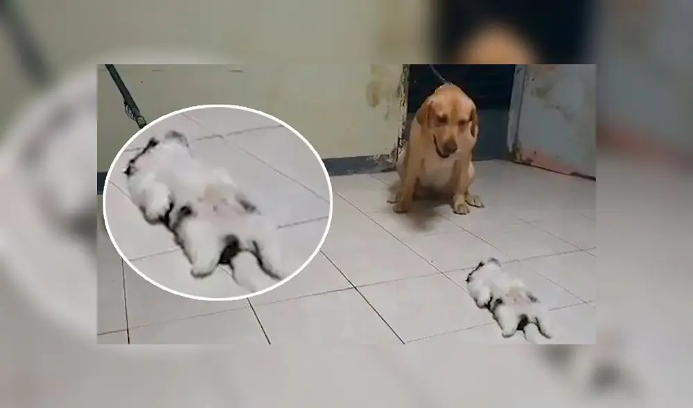 Desliza las imágenes para ver la emotiva reacción que tuvo un perro al ver a su compañero tumbado en el suelo. Foto: Press viral