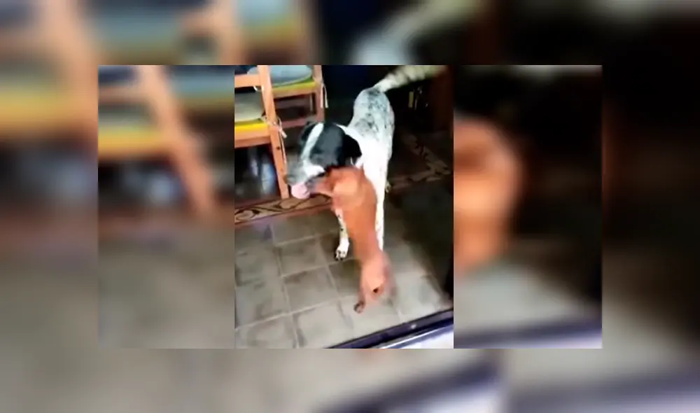 En Facebook, un perro tuvo un emotivo recibimiento por parte de su amigo que se emocionó al verlo otra vez. En Facebook, un perro tuvo un emotivo recibimiento por parte de su amigo que se emocionó al verlo otra vez.