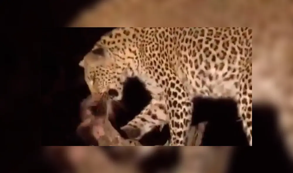 YouTube viral: leopardo captura a mono bebé y lo que hace con el animal sorprende al mundo [VIDEO]