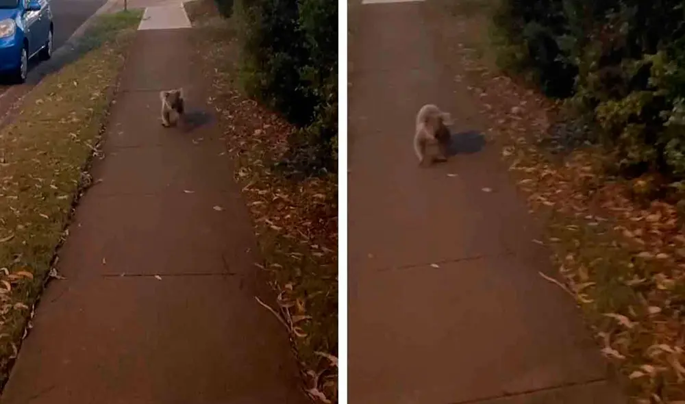 Desliza las imágenes para apreciar la inesperada reacción de un koala cuando vio a una mujer junto a su adorable mascota. Foto: Caters Clips