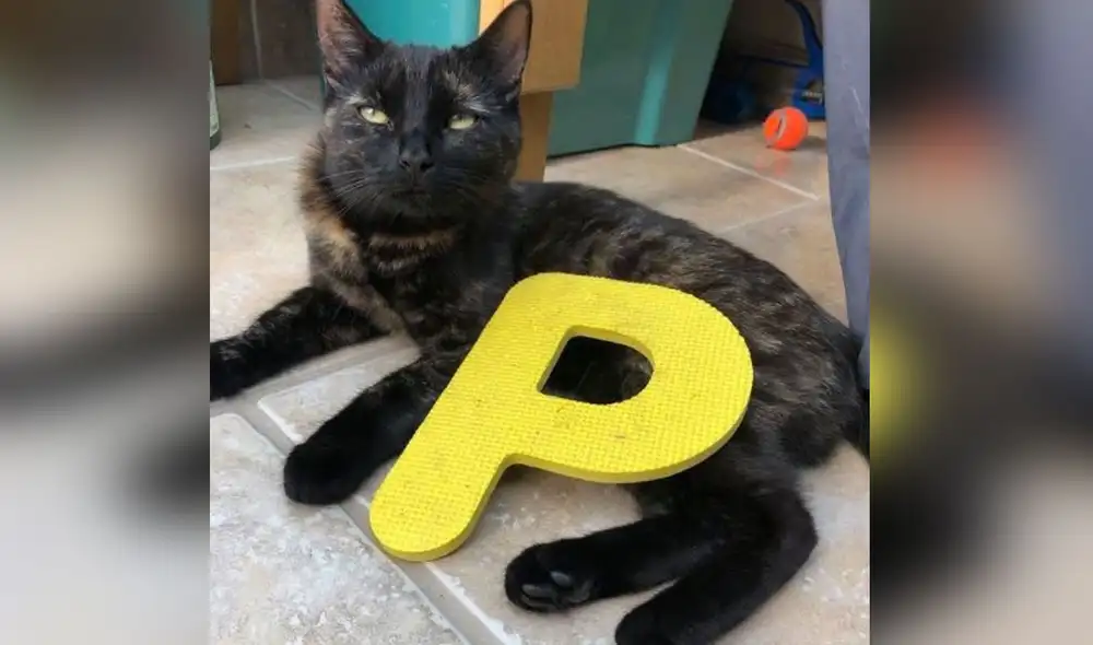 La gata iba a las casa de los vecinos y les robaba diferentes objetos para llevarlos a su hogar. Foto: Facebook