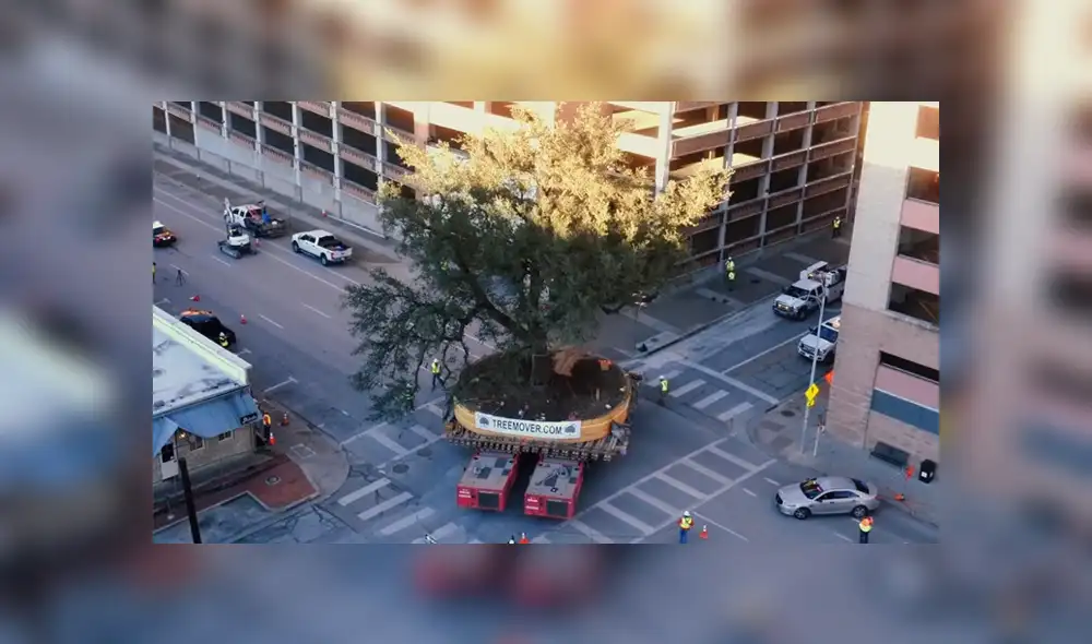 Enviromental Design se dedica a trasladar árboles de cientos de años en Austin, Texas. Enviromental Design se dedica a trasladar árboles de cientos de años en Austin, Texas.