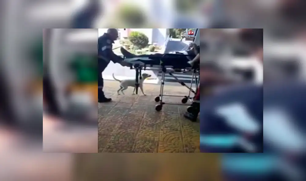 En Facebook, un perro conmovió con su reacción al mantenerse junto a su dueño en los momentos difíciles. En Facebook, un perro conmovió con su reacción al mantenerse junto a su dueño en los momentos difíciles.
