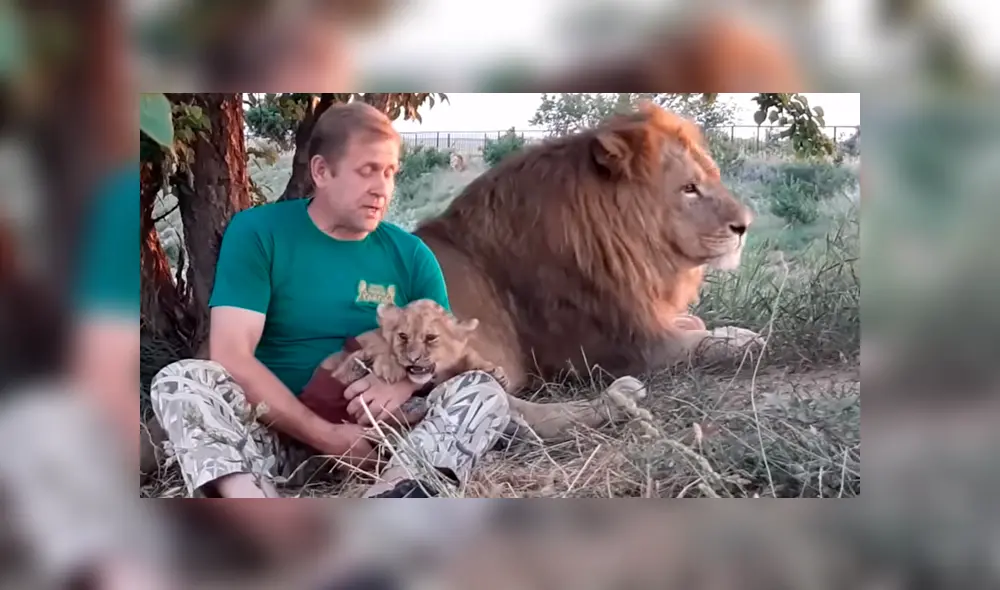 Un arriesgado hombre ingresó a recinto de leones para alimentar a león bebé. Un arriesgado hombre ingresó a recinto de leones para alimentar a león bebé.