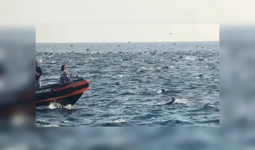 Newport Coastal Adventure capturó en video el desplazamiento de 1.000 delfines en las aguas de Rhode Island.