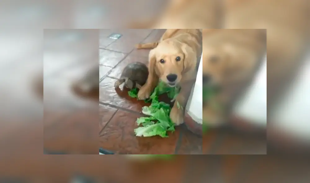 Facebook viral: perro se hace amigo de tortuga y aprende a comer lechuga [VIDEO]