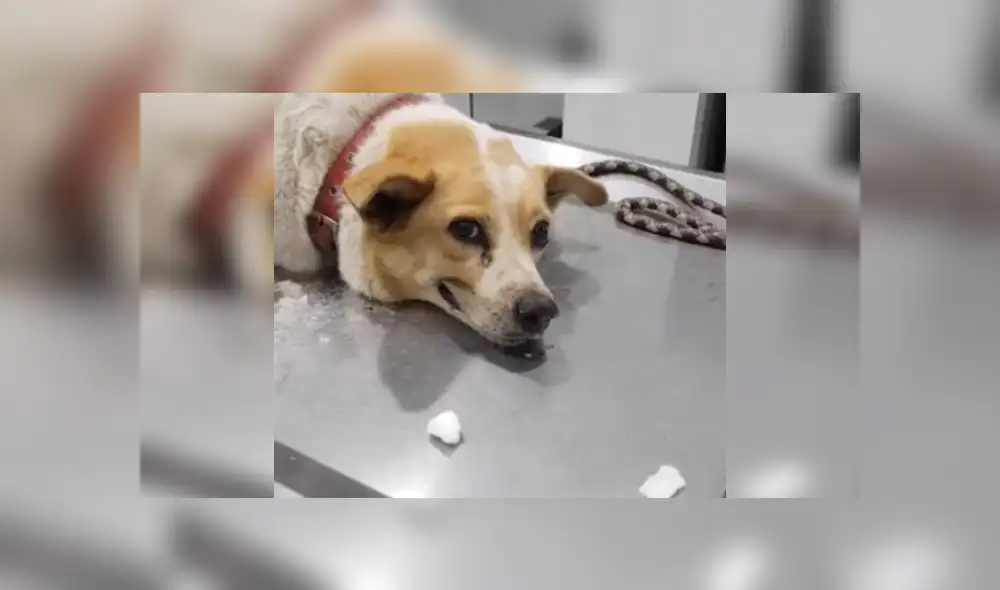 Desliza las imágenes para ver más detalles de este tierno perrito y su 'sonrisa'. (Foto: captura) Desliza las imágenes para ver más detalles de este tierno perrito y su 'sonrisa'. (Foto: captura)