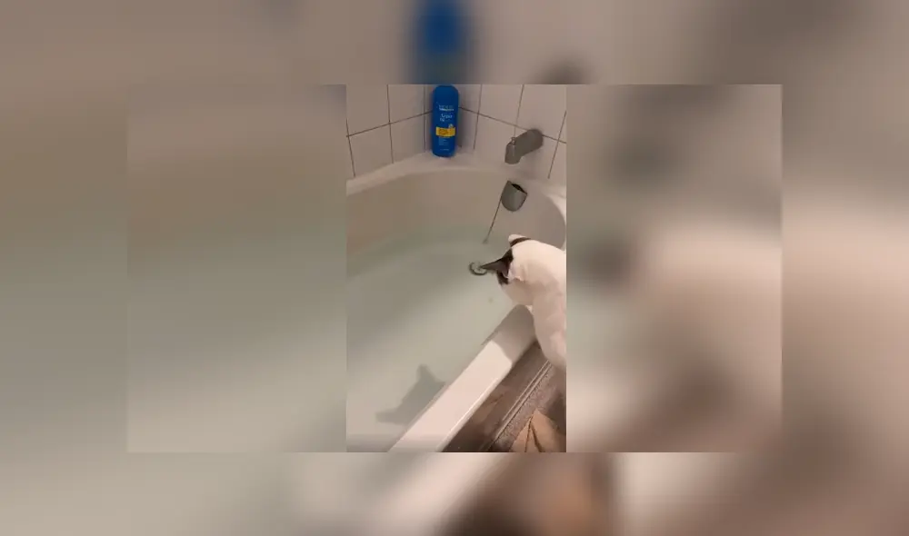 Desliza las imágenes hacia la izquierda para apreciar el inesperado comportamiento de un gato al ser bañado.