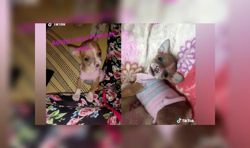 Desliza las imágenes para ver lo que realmente pasó con este presunto perro de raza pinscher. Foto: Giulia Carvalho/TikTok Desliza las imágenes para ver lo que realmente pasó con este presunto perro de raza pinscher. Foto: Giulia Carvalho/TikTok