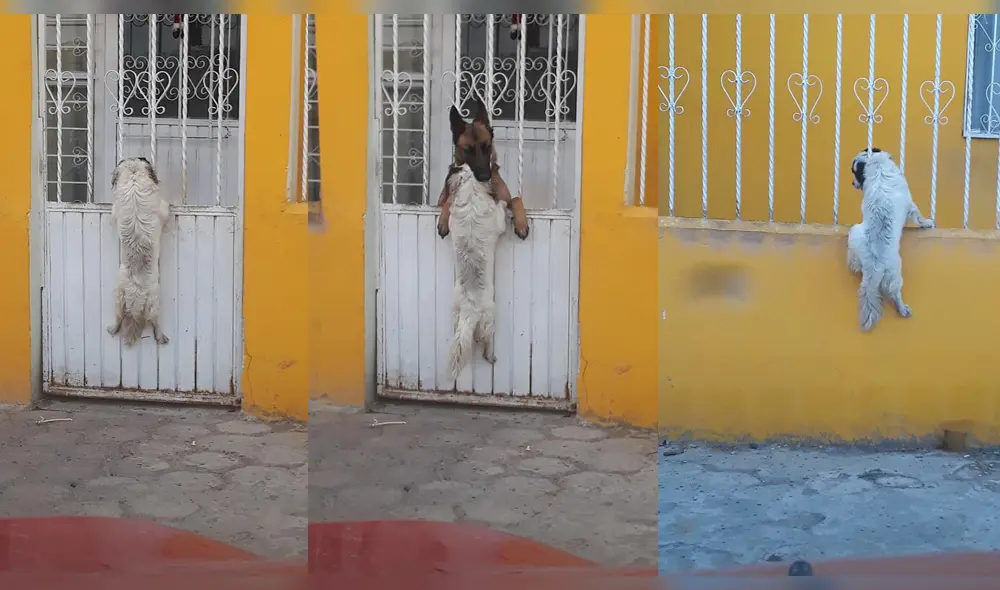 Twitter: Perros protagonizan historia de amor con final inesperado [FOTOS]