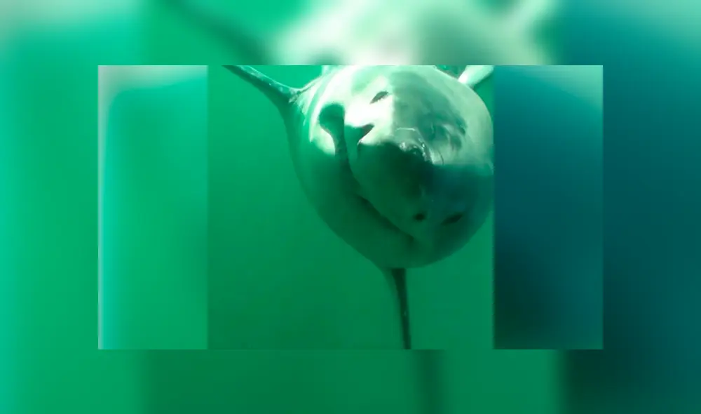 Cámara registra el momento en que aparece enfurecido tiburón. Cámara registra el momento en que aparece enfurecido tiburón.