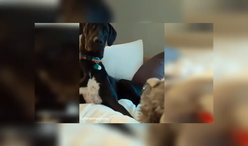 En Facebook, un chico utilizó un terrorífico muñeco para asustar a su perro sin imaginar su reacción. En Facebook, un chico utilizó un terrorífico muñeco para asustar a su perro sin imaginar su reacción.