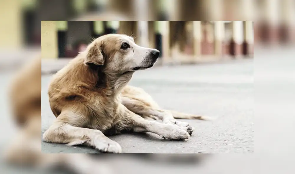Perro lleva tratamientos para las quemaduras. Perro lleva tratamientos para las quemaduras.