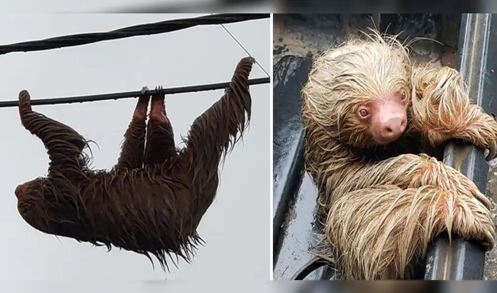 Oso perezoso salió sin temor de su hábitat durante el estado de emergencia.