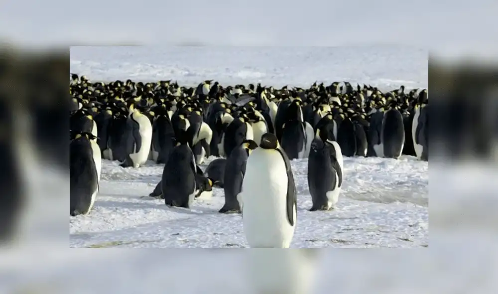 Pingüinos emperador dejan de reproducirse por cambio climático en la Antártida