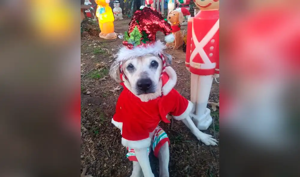 Desliza las imágenes para conocer a Lars, el perrito que abandonado debido a su avanzada edad. Foto: Facebook