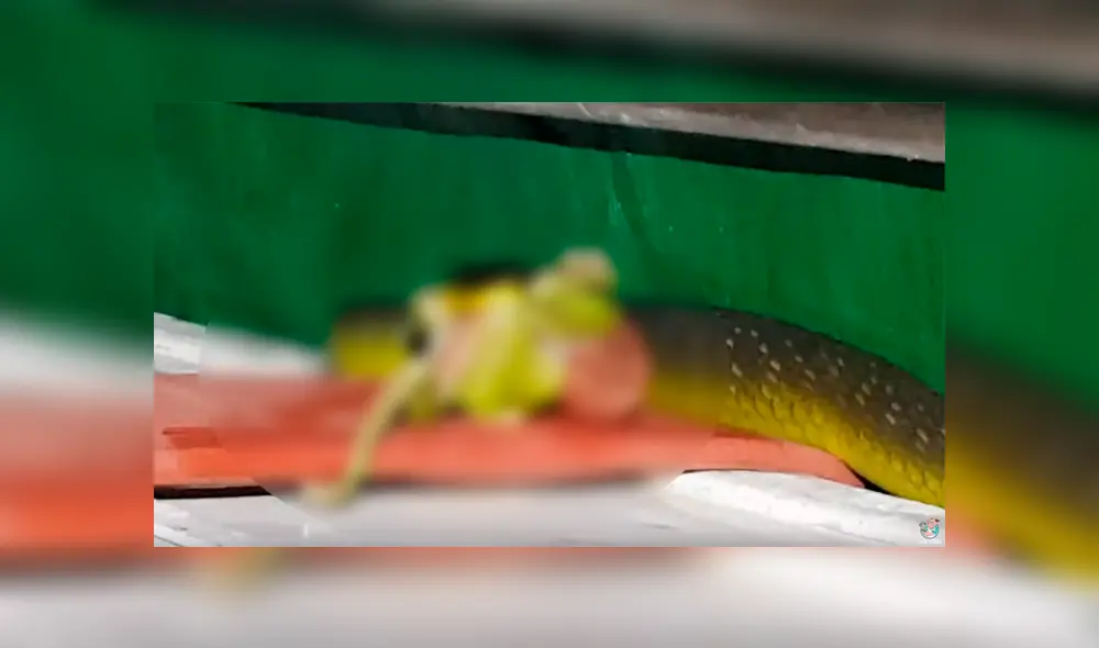 Un hombre grabó en un video viral de YouTube el brutal instante en que encontró a una enorme criatura con el rostro deformado, sin imaginar su verdadera identidad. Un hombre grabó en un video viral de YouTube el brutal instante en que encontró a una enorme criatura con el rostro deformado, sin imaginar su verdadera identidad.