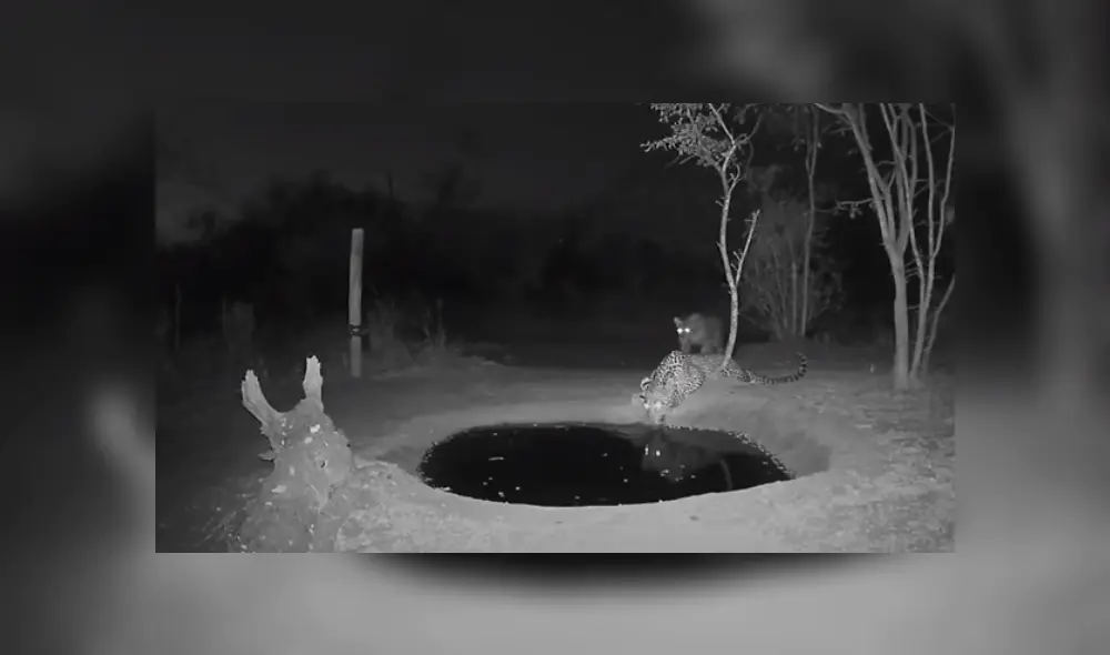 Un leopardo tuno una divertida reacción al ser asustado por otro animal de su misma especie. Foto: YouTube Un leopardo tuno una divertida reacción al ser asustado por otro animal de su misma especie. Foto: YouTube