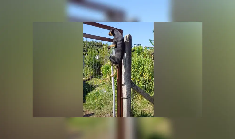 Desliza hacia la izquierda para ver las imágenes del viral de YouTube. Foto: Captura. Desliza hacia la izquierda para ver las imágenes del viral de YouTube. Foto: Captura.