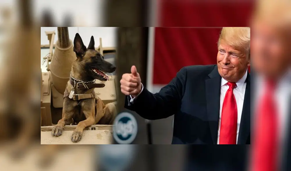 Donald Trump felicitó al perro que participó en la captura y muerte de Abu Bakr al Bagdadi. Foto: Composición Donald Trump felicitó al perro que participó en la captura y muerte de Abu Bakr al Bagdadi. Foto: Composición