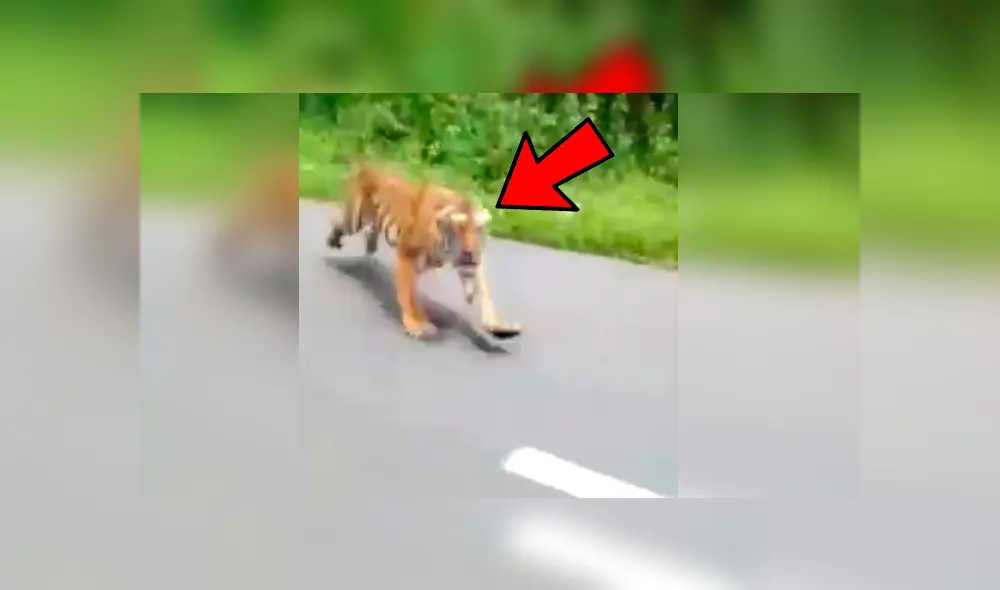 Tigre persiguió a los motociclistas por varios metros en la carretera de un santuarios de vida silvestre, en India