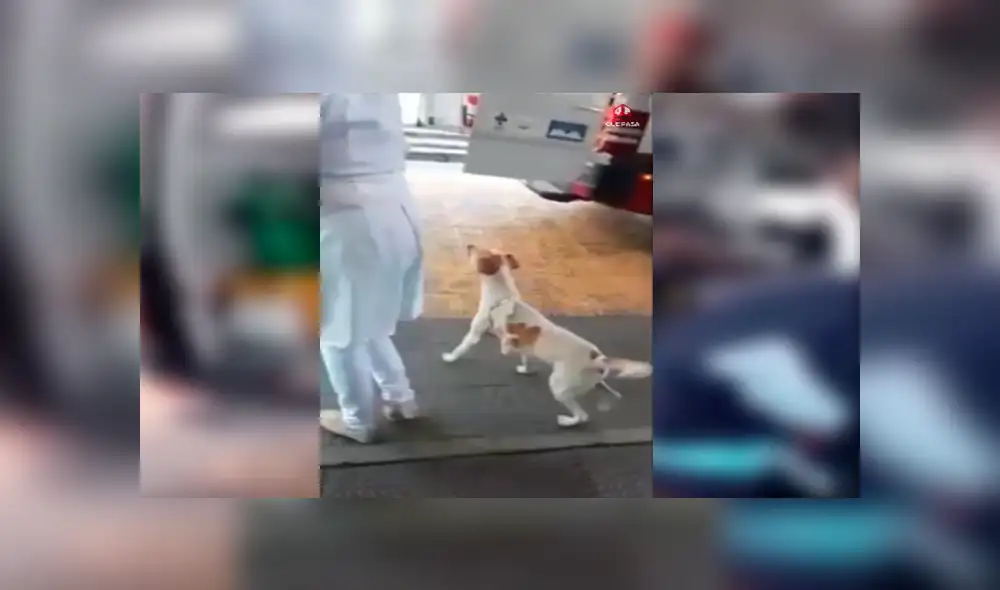En Facebook, un perro conmovió con su reacción al mantenerse junto a su dueño en los momentos difíciles. En Facebook, un perro conmovió con su reacción al mantenerse junto a su dueño en los momentos difíciles.
