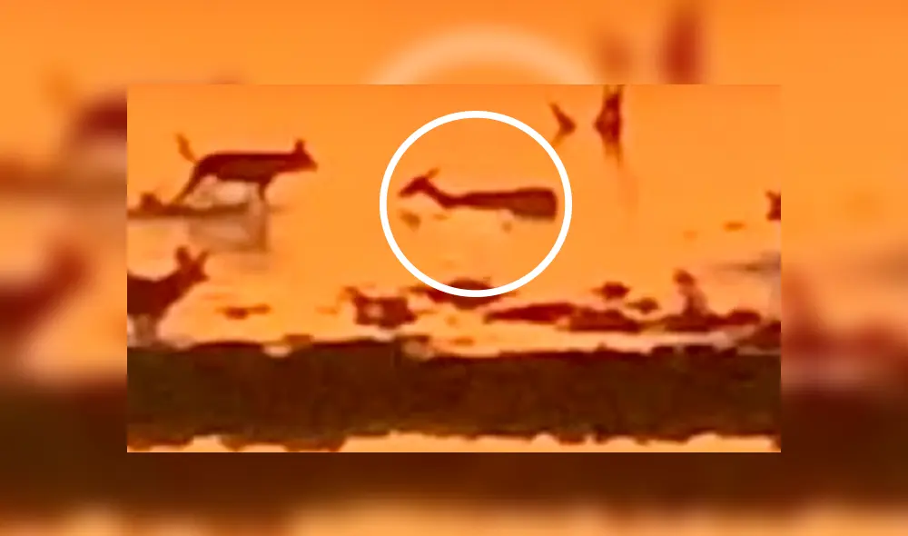 Brutal 'asesinato' de perros salvajes a indefensa impala.