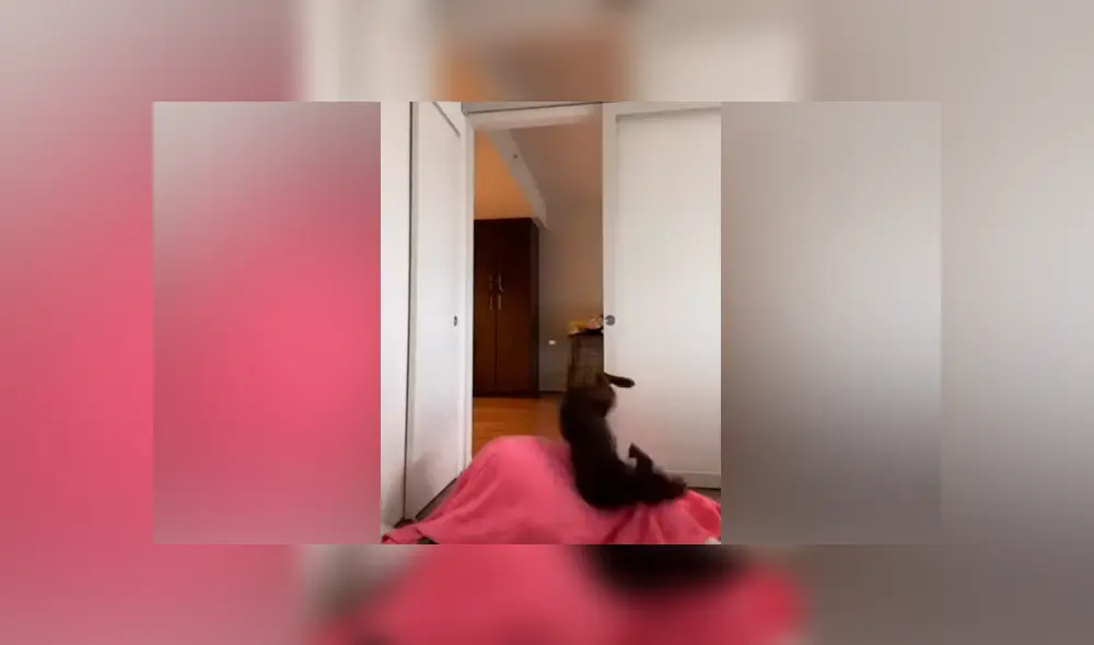 Desliza las imágenes para ver la peculiar escena que protagonizó un perro al no poder encontrar a su dueña. Foto: RM videos Desliza las imágenes para ver la peculiar escena que protagonizó un perro al no poder encontrar a su dueña. Foto: RM videos