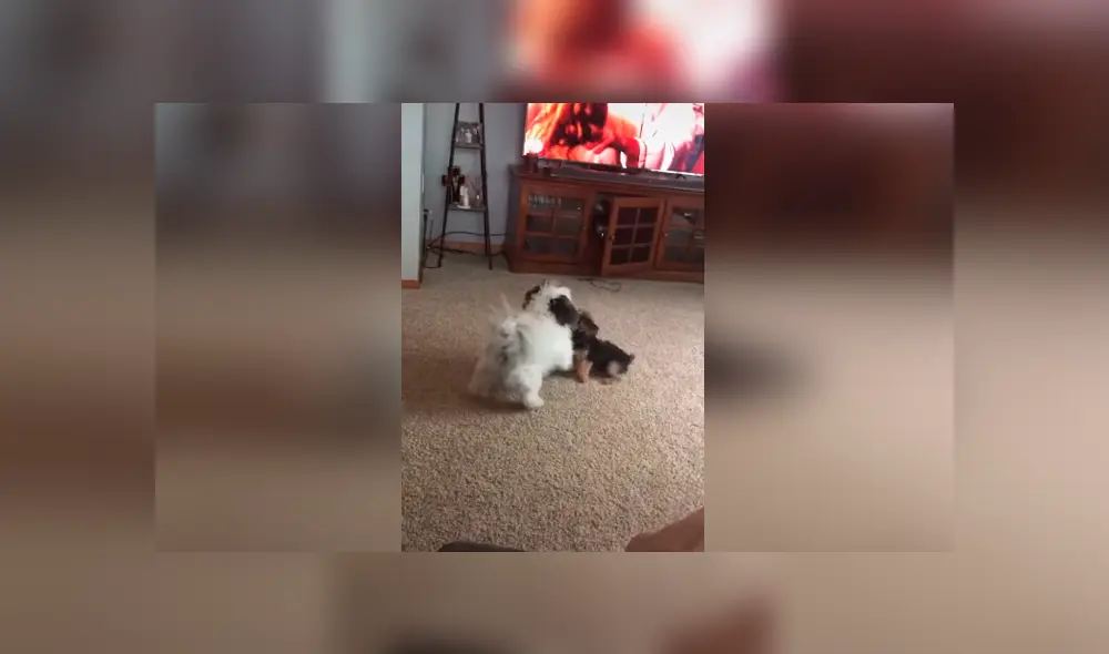 Desliza las imágenes para conocer el fuerte enfrentamiento que tuvieron dos perros para quedarse con un muñeco. Desliza las imágenes para conocer el fuerte enfrentamiento que tuvieron dos perros para quedarse con un muñeco.