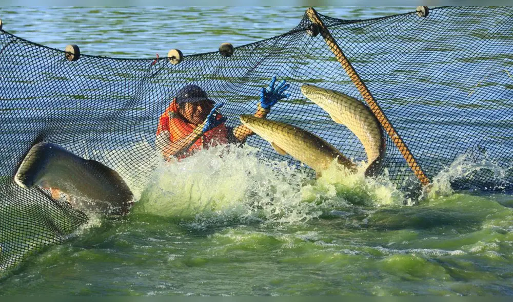 Sector acuícola pagará 15% de Impuesto a la Renta