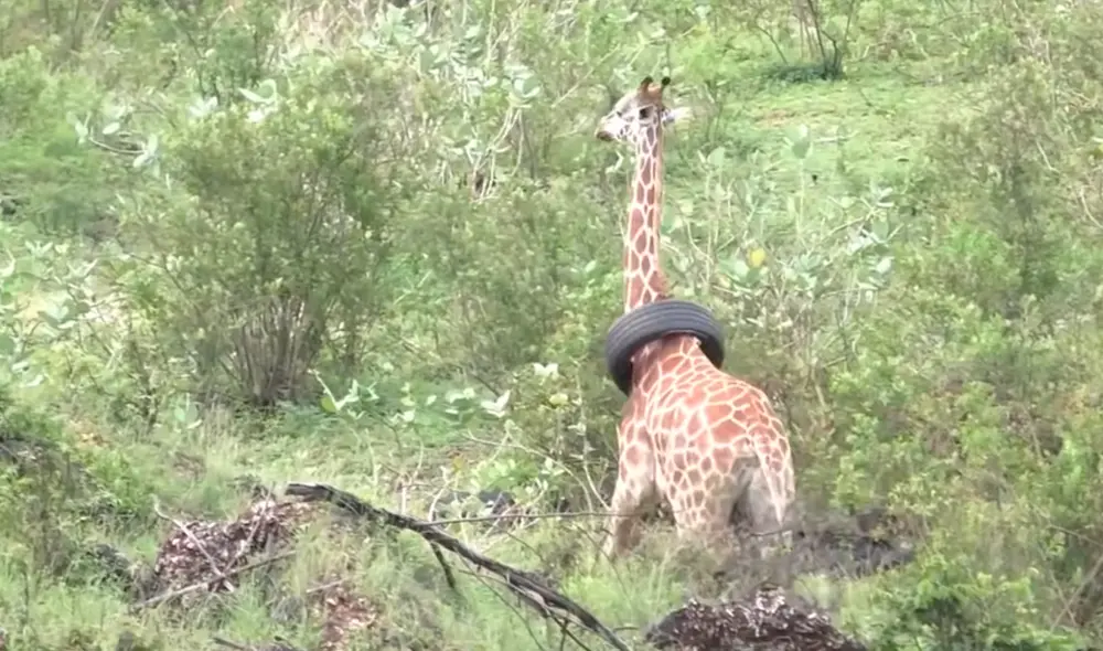 La jirafa fue anestesiada con un dardo para hacer menos riesgosa la operación de rescate. Foto: Newsflare / YouTube La jirafa fue anestesiada con un dardo para hacer menos riesgosa la operación de rescate. Foto: Newsflare / YouTube