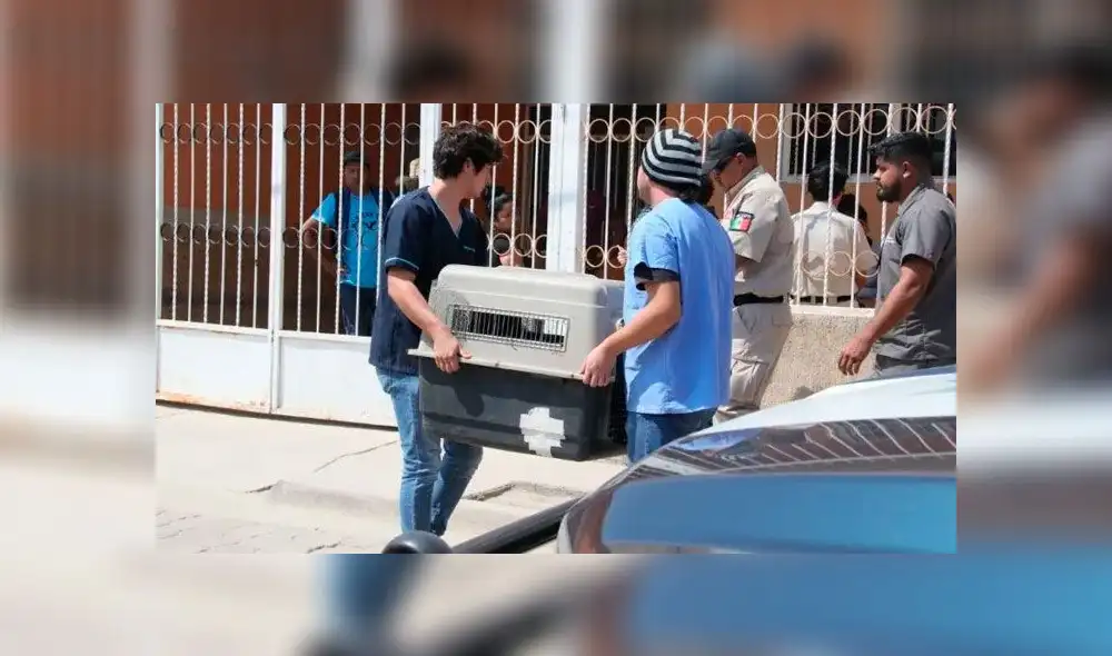 Niño de siete años cae de un árbol, es atacado por pitbull y muere