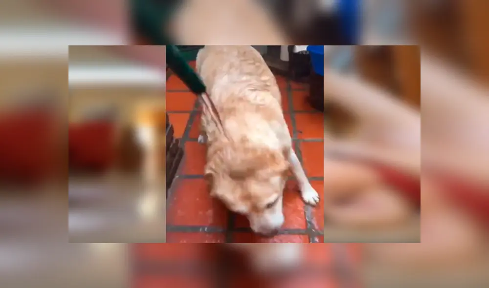 Desliza las imágenes hacia la izquierda para apreciar la singular acción de un perro para evitar que su dueña lo bañe.