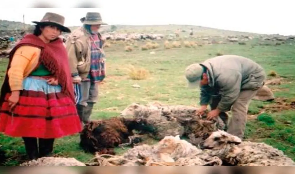 Jaurías de perros matan a 21 ovejas en menos de dos días en Juliaca. Jaurías de perros matan a 21 ovejas en menos de dos días en Juliaca.