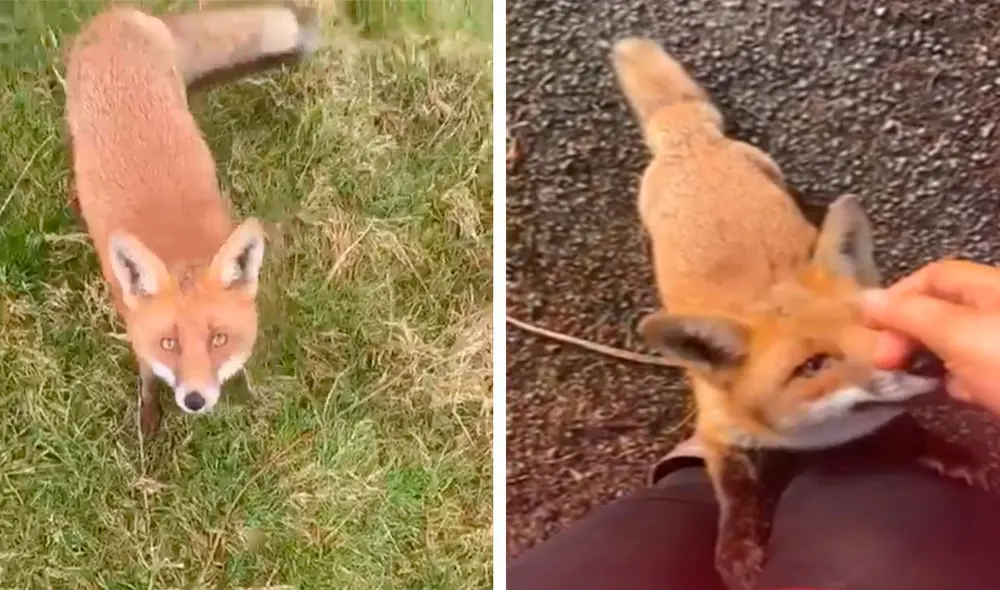 Desliza las imágenes para descubrir la amorosa amistad que mantiene una mujer con unos zorros solitarios. Foto: Caters Clips