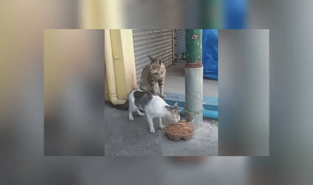 Desliza para ver los detalles del video viral publicado en YouTube. Foto: Captura.