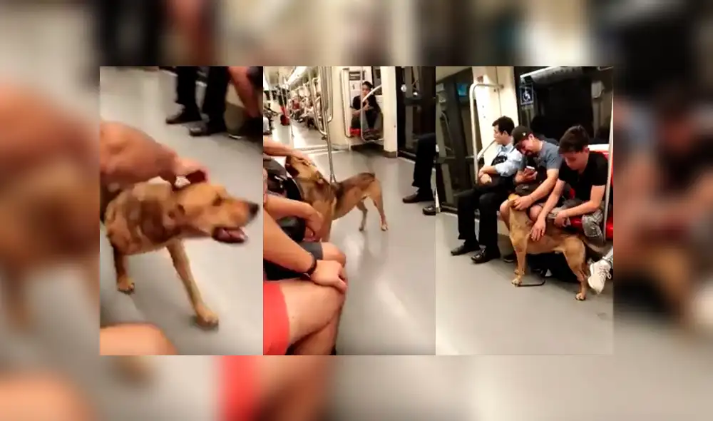 YouTube viral: perro perdido ingresó a metro y recibió cariño de varios pasajeros [VIDEO]
