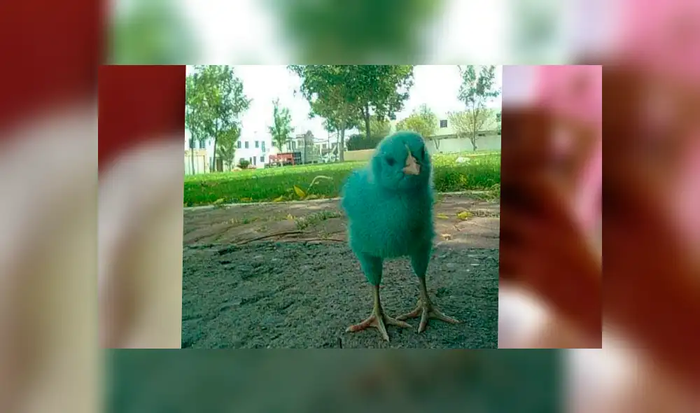 Facebook viral: joven se gradúa junto a su gallo a quien rescató cuando era un pollito pintado [FOTOS]