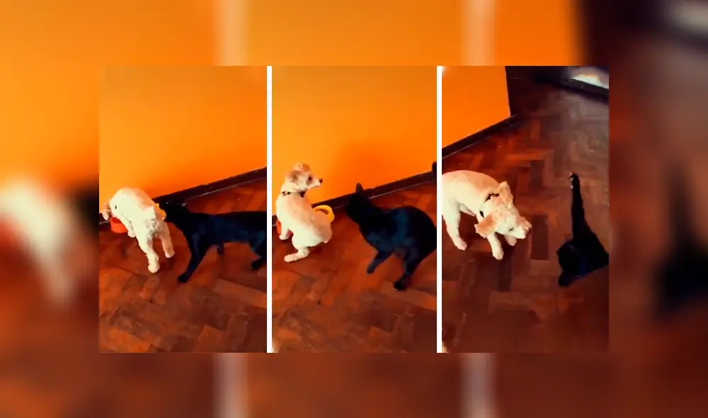 Desliza las imágenes para apreciar la travesura de un gato al fastidiar a su ‘compañero’ en ausencia de su dueño. Foto: Captura.