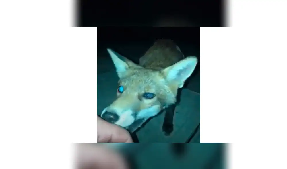 Curioso joven acaricia a zorro salvaje, sin presagiar el terrible desenlace que tendría [VIDEO]