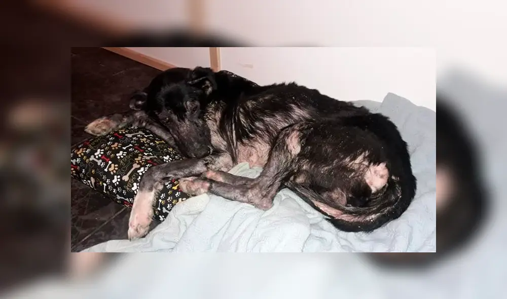 Desliza cada foto hacia la izquierda para ver las imágenes del viral de Facebook del radical cambio de un perro callejero.