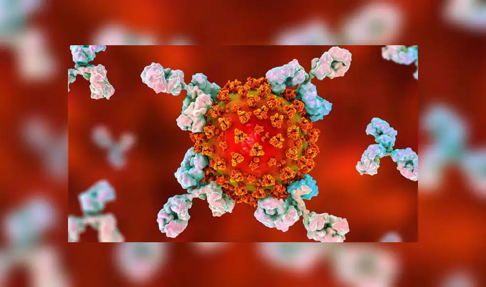 Representación del SARS-CoV-2 siendo atacado por anticuerpos. Imagen: Difusión. Representación del SARS-CoV-2 siendo atacado por anticuerpos. Imagen: Difusión.