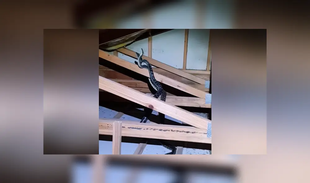 Un video viral muestra el momento en el que un hombre se encuentra cara a cara con dos enormes serpientes. Un video viral muestra el momento en el que un hombre se encuentra cara a cara con dos enormes serpientes.