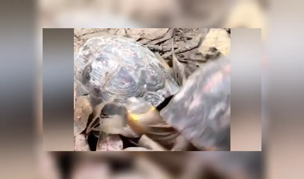 Tortuga intenta pelear con su compañero, pero solo recibe su duro desprecio [VIDEO]