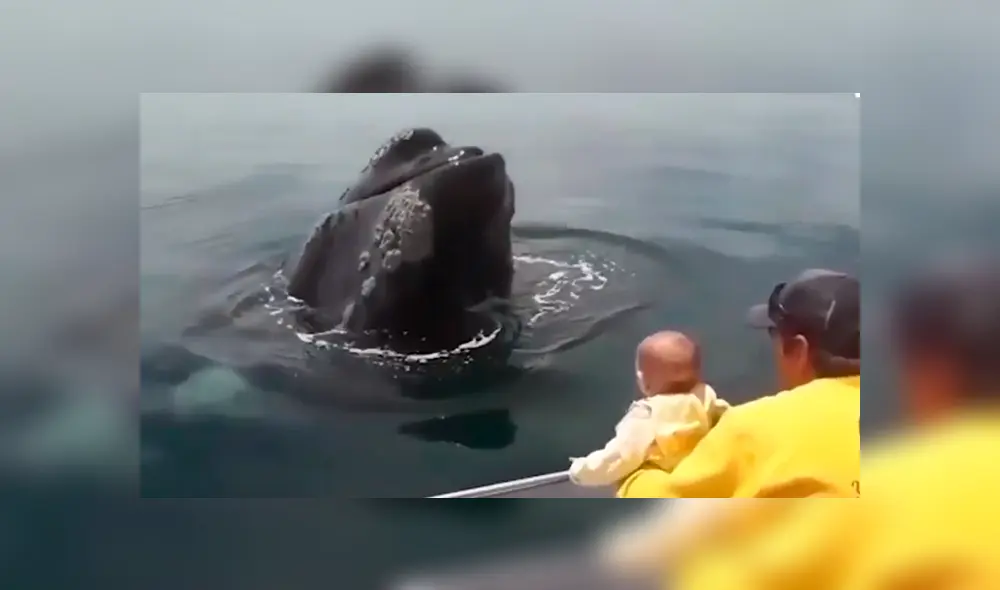 Osado papá acercó a su hija al mar buscando tener algún avistamiento de criaturas marinas, sin imaginar que tendría una impactante experiencia que ha sorprendido al mundo