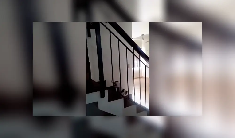 Desliza las imágenes para conocer el inesperado comportamiento de un perro al ser víctima de una broma.