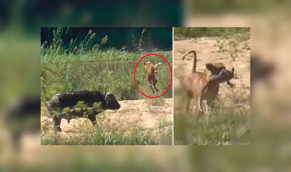Feroz búfalo hace volar por los aires a hambriento león para rescatar a lagartija de ser devorada [VIDEO]