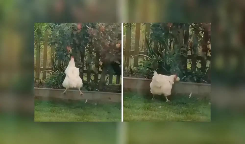 Desliza las imágenes para conocer la identidad del ‘ladrón’ que agarraba sin permiso unas manzanas. Foto: Captura.